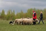 BORDER COLLIE - MOUTONS 064